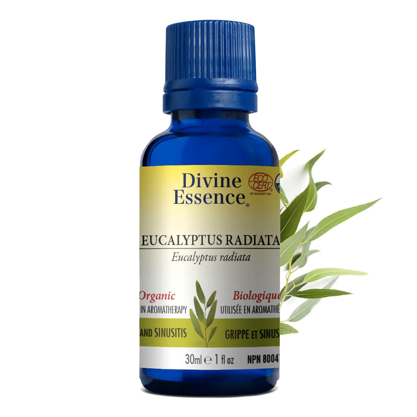 Eucalyptus Radiata - Divine Essence - Format 15ml ou 30ml