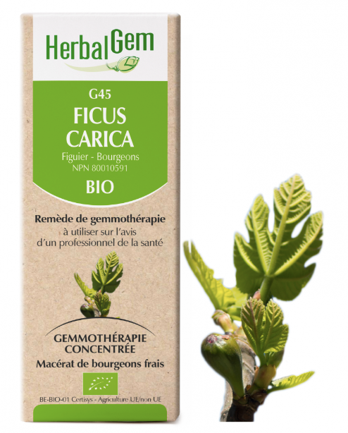 G45 - Ficus Carica - Herbalgem - 15ml