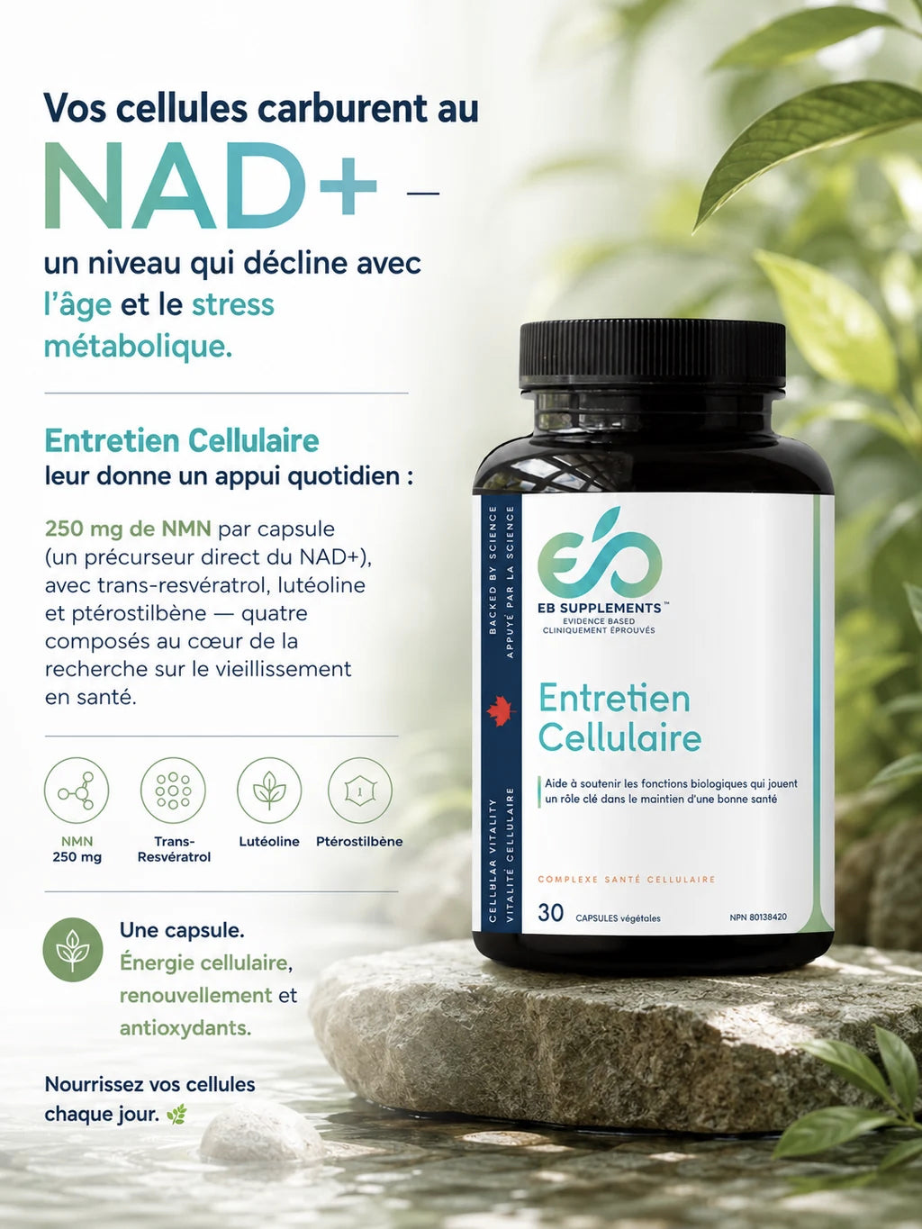 Entretien Cellulaire - EB Supplements - 30 capsules